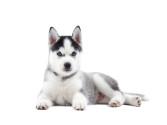 /public_uploads/items_thumbs/thumb_1774939110-isolated-portrait-puppy-siberian-husky-dog-with-birth-blue-eyes-resting-funny-dog-with-relaxed-after-activity.jpg