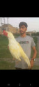 /public_uploads/items_thumbs/thumb_1780024957-1000707710.jpg