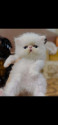 /public_uploads/items_thumbs/thumb_1780231103-1000218253.jpg