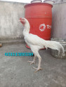 /public_uploads/items_thumbs/thumb_1780300393-1000174453.jpg