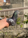 /public_uploads/items_thumbs/thumb_1780301012-IMG-20260529-WA0060.jpg
