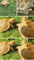 /public_uploads/items_thumbs/thumb_1780329188-1000270033.jpg