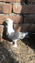 /public_uploads/items_thumbs/thumb_1780404232-IMG_1851.PNG