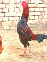 /public_uploads/items_thumbs/thumb_1780573147-1000261650.jpg