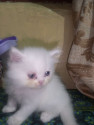 /public_uploads/items_thumbs/thumb_1780690293-107935.jpg