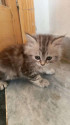 /public_uploads/items_thumbs/thumb_1780827883-IMG-20260517-WA0023.jpg