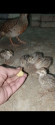 /public_uploads/items_thumbs/thumb_1780838203-1000336507.jpg