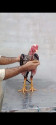 /public_uploads/items_thumbs/thumb_1780841837-1000143779.jpg
