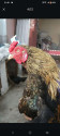 /public_uploads/items_thumbs/thumb_1780851761-1000260263.jpg