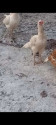 /public_uploads/items_thumbs/thumb_1780891631-1000203485.jpg
