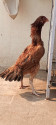/public_uploads/items_thumbs/thumb_1780903408-1000084464.jpg