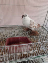 /public_uploads/items_thumbs/thumb_1780907673-IMG-20260507-WA0002.jpg