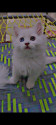 /public_uploads/items_thumbs/thumb_1781161220-421855.jpg