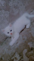 /public_uploads/items_thumbs/thumb_1781237929-1000456645.jpg