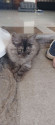 /public_uploads/items_thumbs/thumb_1781443360-1000131618.jpg