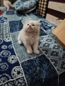 /public_uploads/items_thumbs/thumb_1781446675-IMG-20260611-WA0022.jpg