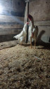 /public_uploads/items_thumbs/thumb_1781447482-IMG-20260610-WA0015.jpg