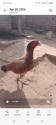 /public_uploads/items_thumbs/thumb_1781452110-1000128203.jpg
