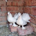 /public_uploads/items_thumbs/thumb_1781885714-IMG_20260618_122039_434.jpg