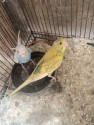 /public_uploads/items_thumbs/thumb_1782295916-IMG_20260614_133731_610.jpg