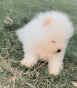/public_uploads/items_thumbs/thumb_1782480758-image_3CCFC925-5B56-4797-B13F-A6C44CEFF5B0_1782480433.jpeg