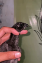 /public_uploads/items_thumbs/thumb_1782710167-Screenshot_20260629-100215_1.png