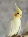 /public_uploads/items_thumbs/thumb_1783246760-IMG-20260626-WA0022.jpg