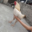 /public_uploads/items_thumbs/thumb_1783411950-IMG_20260703_182137.jpg