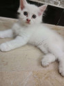 /public_uploads/items_thumbs/thumb_1783526335-IMG-20260622-WA0001.jpg