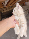 /public_uploads/items_thumbs/thumb_1783562598-IMG_20260627_111548.jpg