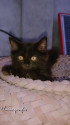 /public_uploads/items_thumbs/thumb_1783643758-Videoshot_20260709_160108.jpg