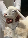 /public_uploads/items_thumbs/thumb_1783768364-IMG-20260711-WA0038.jpg