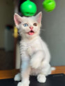 /public_uploads/items_thumbs/thumb_1783783330-IMG-20260622-WA0088.jpg