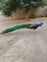 /public_uploads/items_thumbs/thumb_1783992681-IMG-20260615-WA0019.jpg