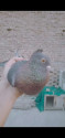 /public_uploads/items_thumbs/thumb_1784186869-scaled_Screenshot_2026-07-15-23-48-54-28.jpg