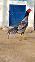 /public_uploads/items_thumbs/thumb_1784367166_6a5b483e85954-scaled_1001249351.jpg