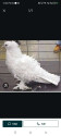 /public_uploads/items_thumbs/thumb_1784460642_6a5cb5625da6e-scaled_1000215420.jpg