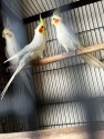 /public_uploads/items_thumbs/thumb_1784620699_6a5f269b8f1e1-scaled_1000083016.jpg