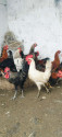 /public_uploads/items_thumbs/thumb_1784715352_6a609858b893c-scaled_62335.jpg