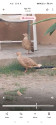 /public_uploads/items_thumbs/thumb_1784874411_6a6305ab2690f-scaled_1000469146.jpg