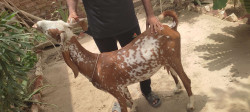 /public_uploads/items_thumbs/thumb_1784902489_6a637359a29dc-scaled_1000750712.jpg