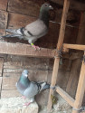 /public_uploads/items_thumbs/thumb_1784948336_6a642670a9625-scaled_IMG-20260715-WA0008.jpg