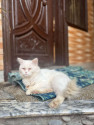/public_uploads/items_thumbs/thumb_1785134141_6a66fc3d3e381-scaled_IMG-20260724-WA0121.jpg