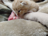 /public_uploads/items_thumbs/thumb_1785146904_6a672e180d05c-scaled_1000091947.jpg