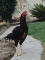 /public_uploads/items_thumbs/thumb_1785156556_6a6753cc2fce9-scaled_1000360505.jpg