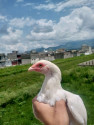 /public_uploads/items_thumbs/thumb_1785217366_6a6841563d0d6-scaled_IMG_20260724_114807_222.jpg