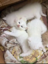 /public_uploads/items_thumbs/thumb_1785226906_6a68669a185f9-scaled_1001530497.jpg