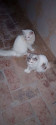 /public_uploads/items_thumbs/thumb_1785242611_6a68a3f36bb86-scaled_1000568800.jpg