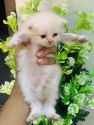 /public_uploads/items_thumbs/thumb_1785961862_6a739d86b26f2-image_picker_76E65152-4425-40C9-BE19-076C3D4E3D88-72925-000011D1032693E7.jpg