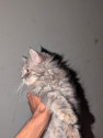 /public_uploads/items_thumbs/thumb_1787048572_6a84327c1884a-scaled_1000003702.jpg